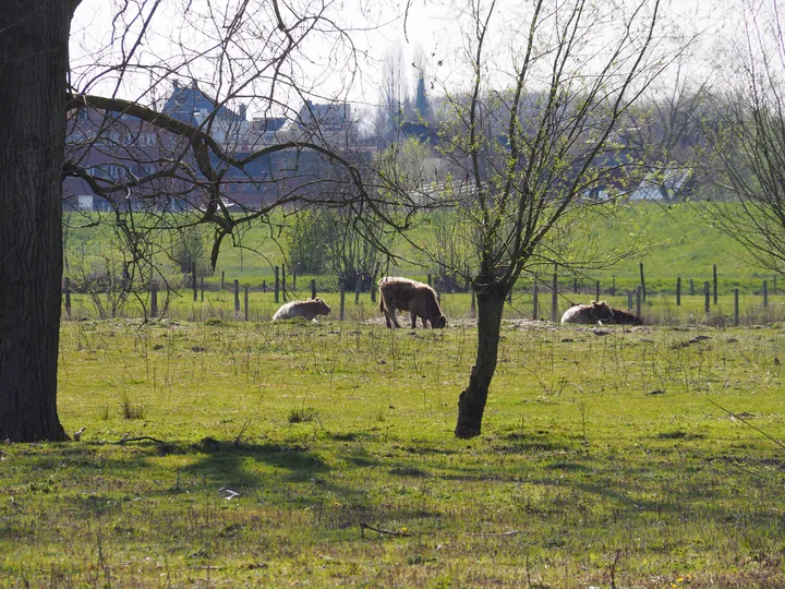 Kalkense Meersen (België)